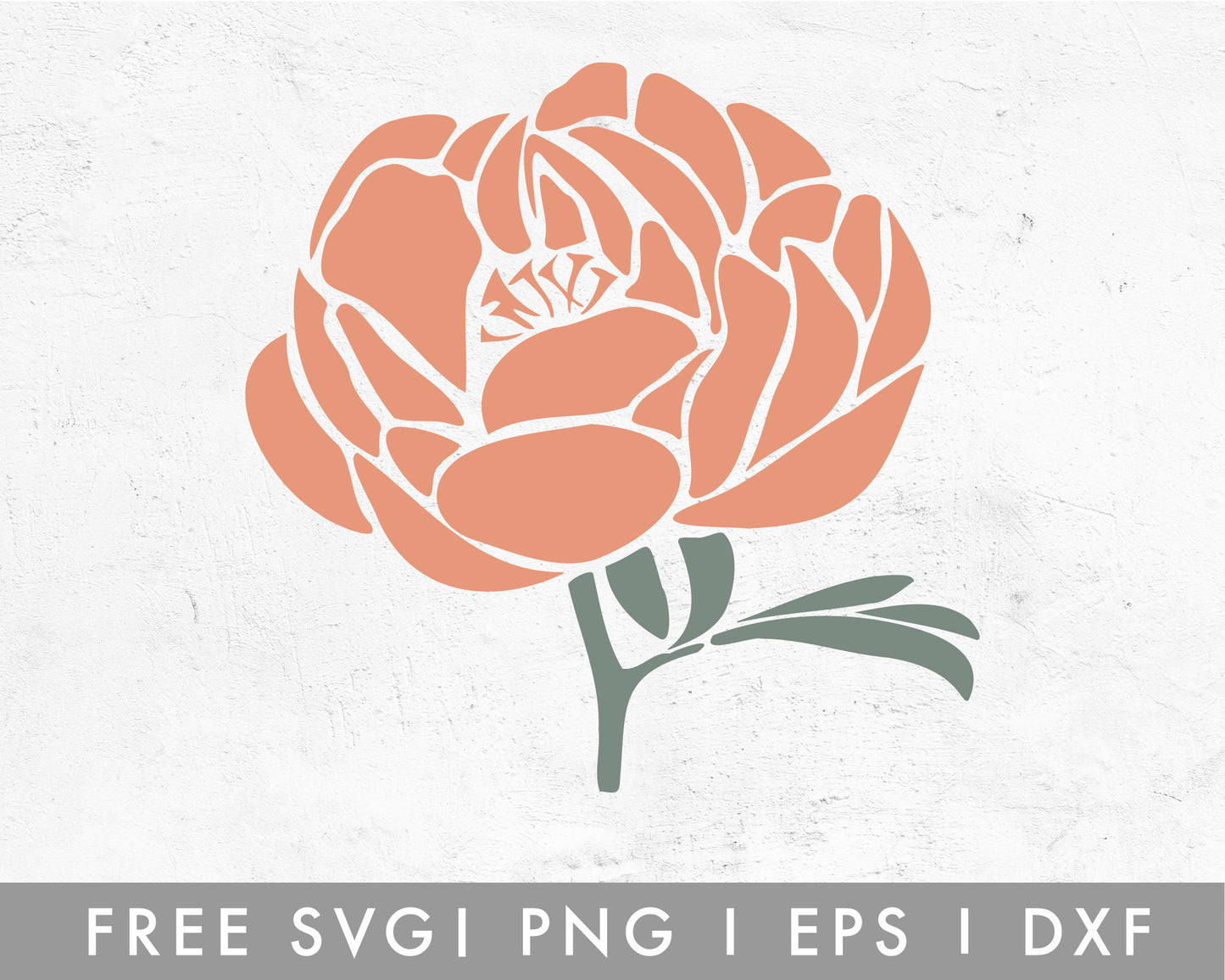 FREE Camellia Handdrawn SVG