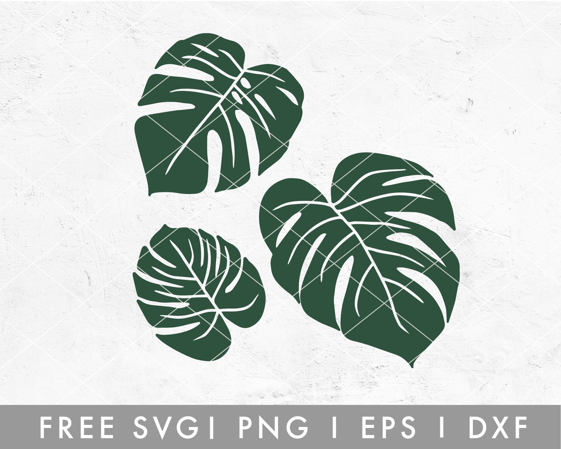 FREE Monstera Leaf SVG File for Cricut, Cameo Silhouette | Free SVG Cut File
